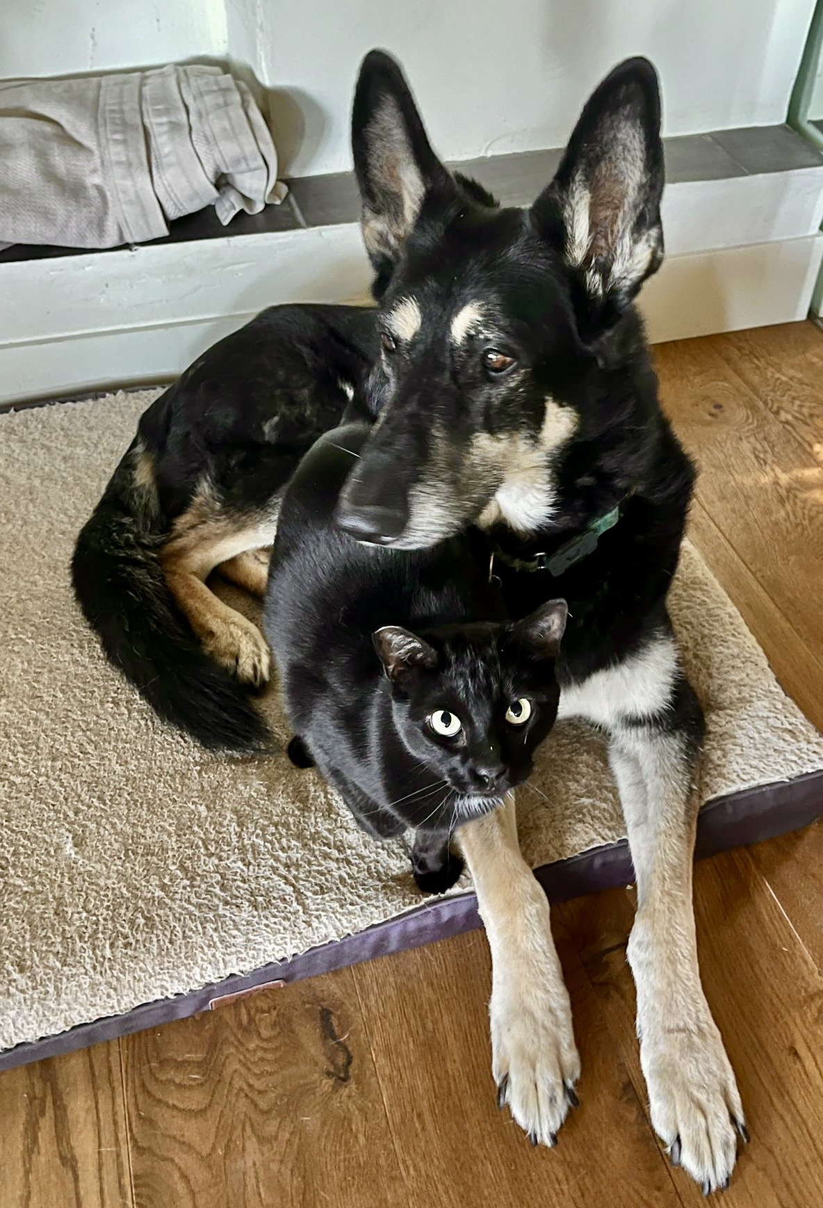 Evie zal niet thuis zijn als je op bezoek komt, tenzij je dat wilt en we denken dat het goed bij haa ...