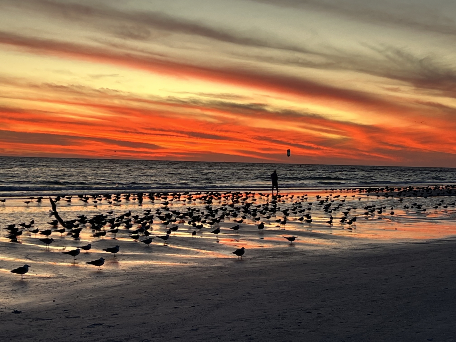 Coastal Oasis – Minuten bis Siesta Key, Florida!