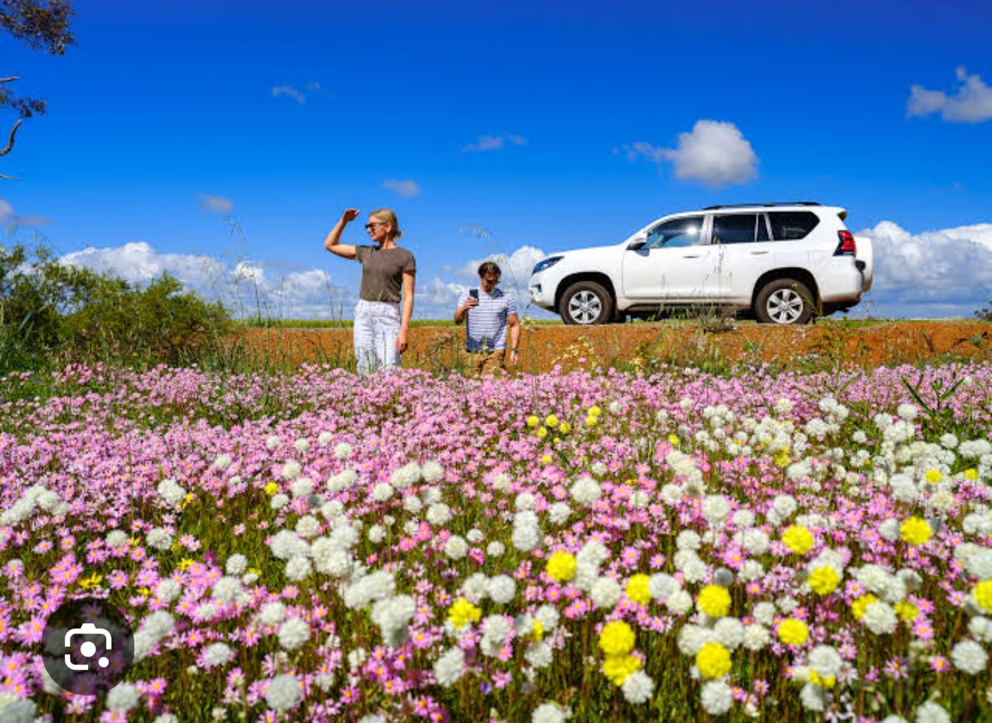 Fiori selvatici dell'Australia Occidentale in primavera da settembre a novembre