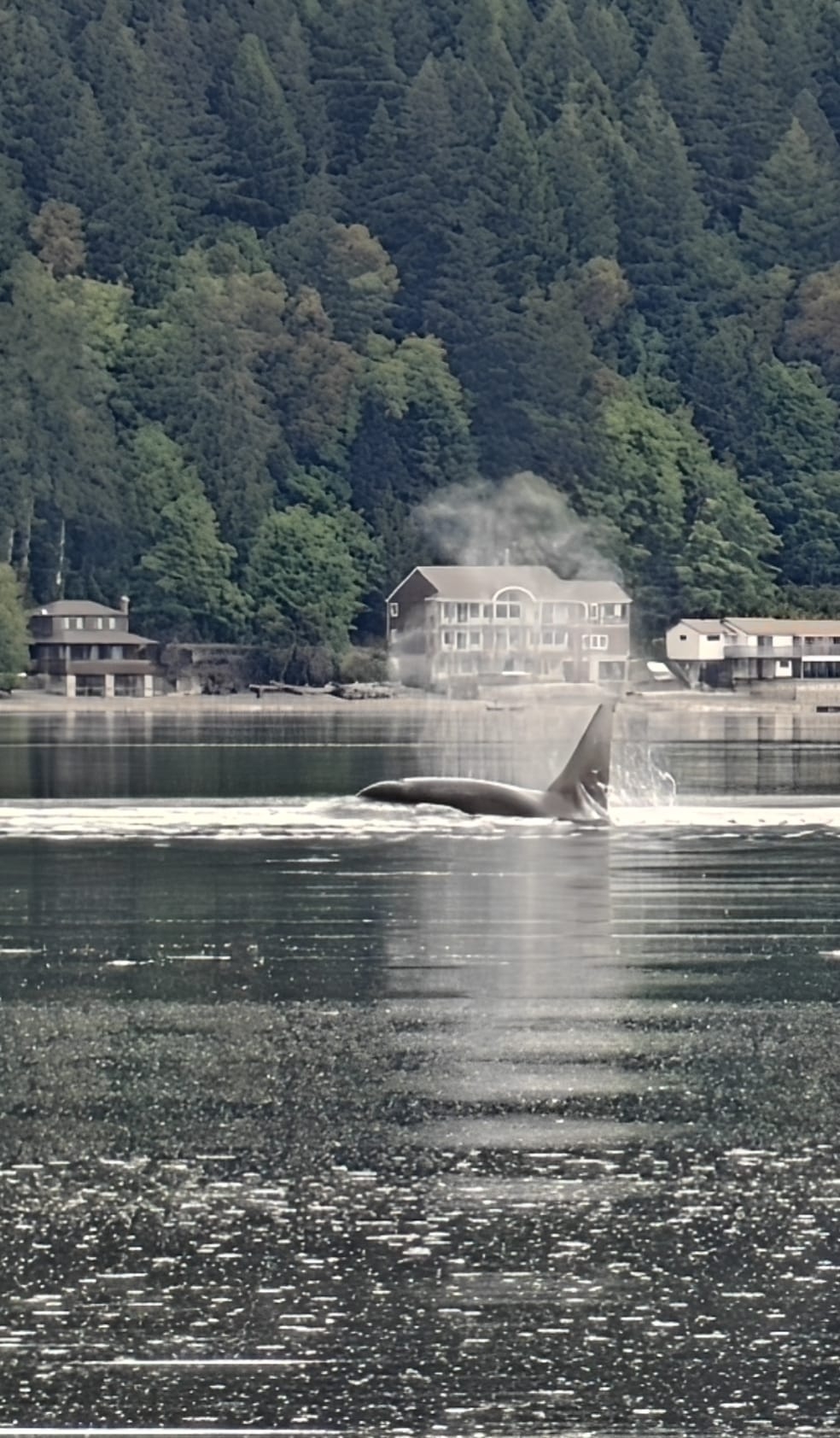 Kijk uit over de fjord die alleen op het Amerikaanse vasteland te vinden is in ons onlangs gerenoveerde, ruime huis.