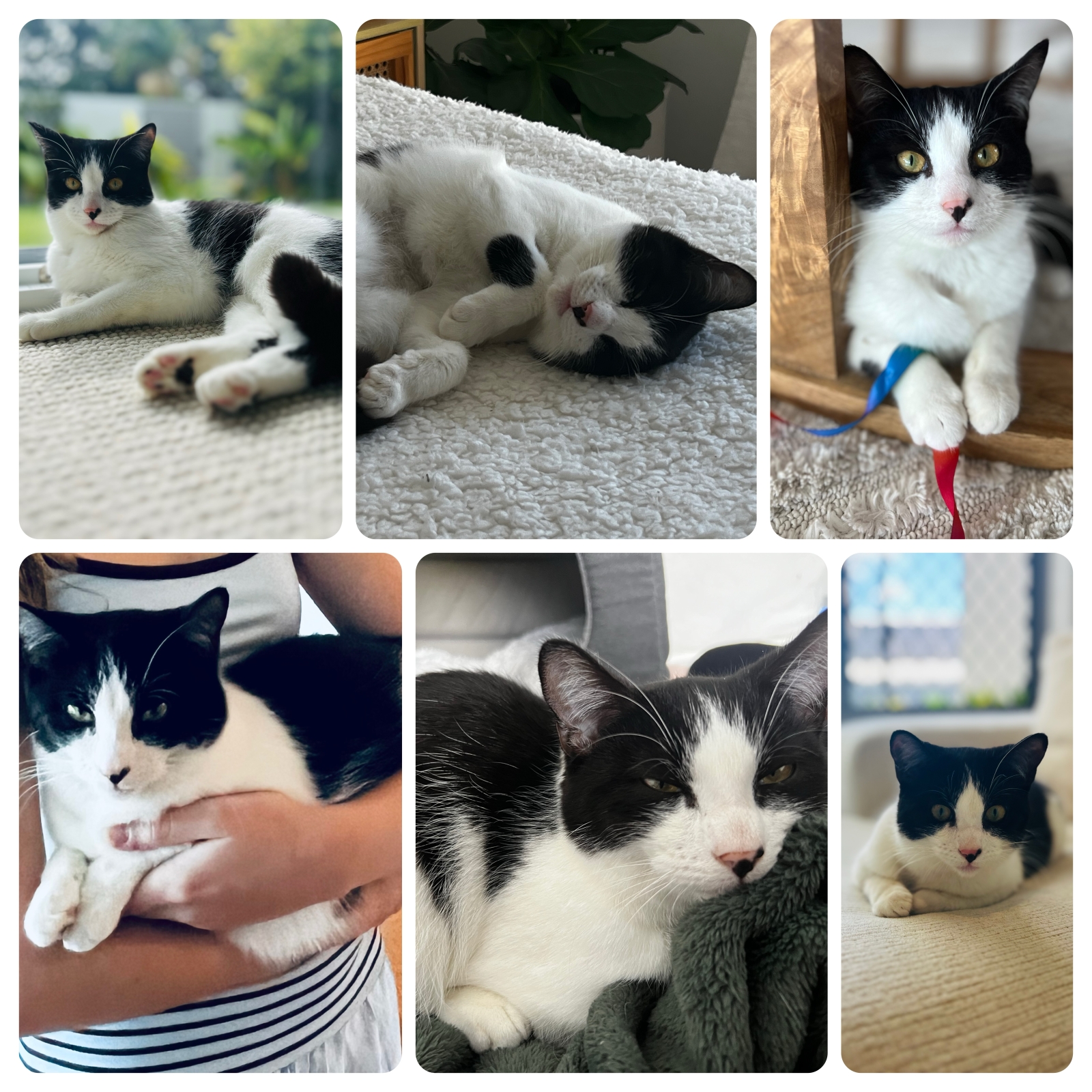 Lernen Sie Minnie kennen. Sie ist ein super süßes acht Monate altes Kätzchen. Ihre Lieblingsdinge auf der Welt sind, herumgetragen zu werden, zu spielen, zu schlafen und Vögel vom Fenster aus zu beobachten. Wir bitten um unseren Austausch mit Katzenliebhabern, die sich um Minnie kümmern und dafür sorgen, dass sie drinnen bleibt.