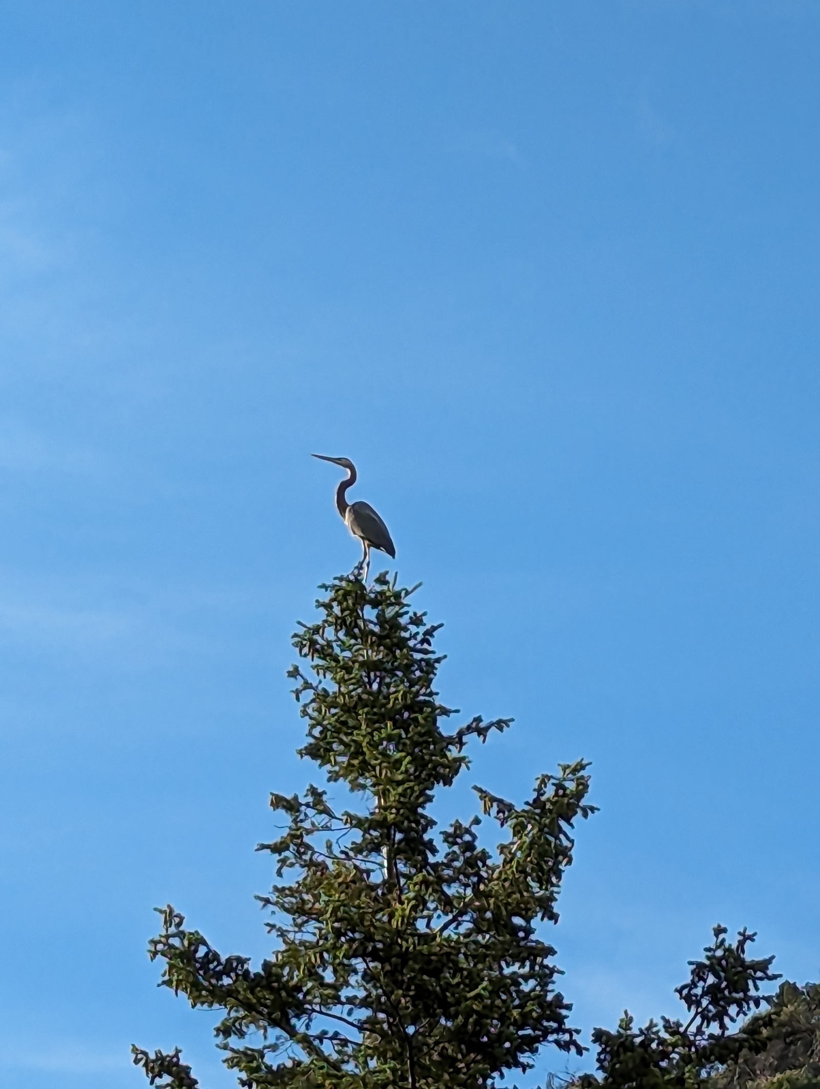 Great blue heron perched in a tree between our front deck and the river on its way to go fishing.