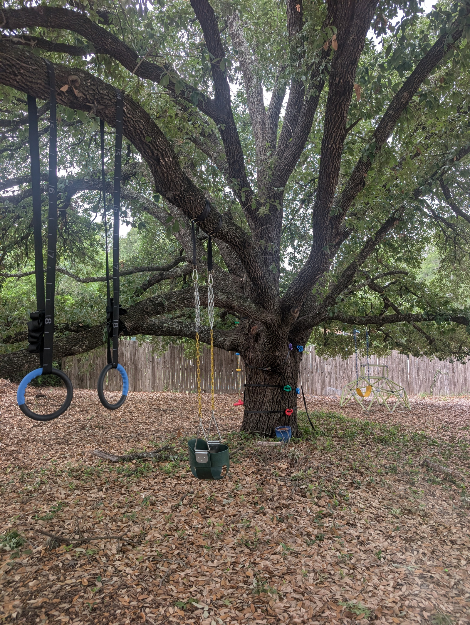Hanging rings, bucket swing, tree climbing holds, big kid swing, jungle gym, and stand-on swing. Lot ...