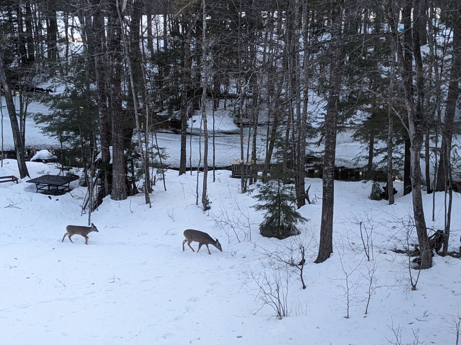 I cervi possono essere visti tutto l'anno (ma ovviamente non ci sono garanzie)