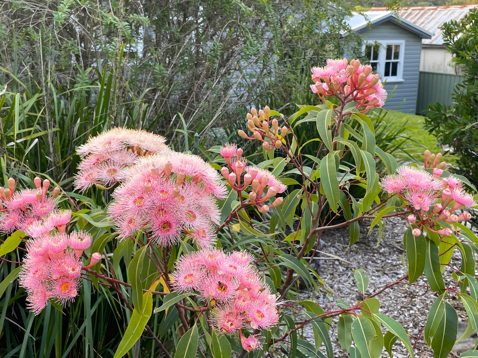 Eucalypt flowers in the front garden