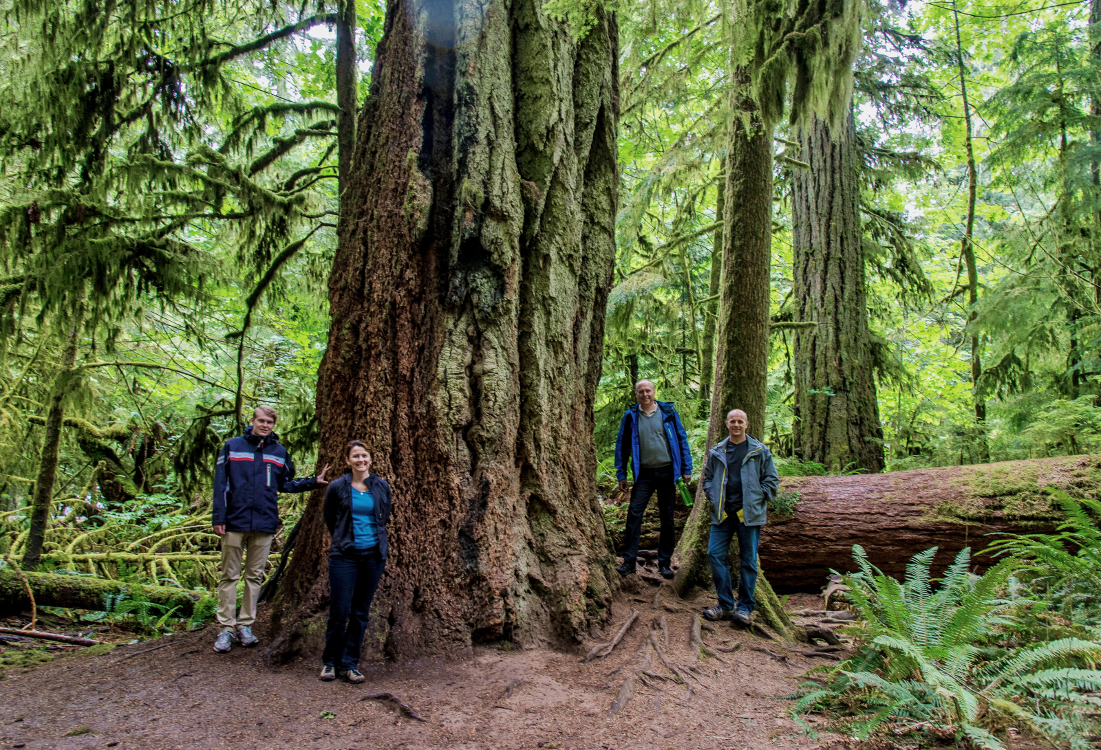 Il Cathedral Grove dista 40 minuti di auto da Nanaimo.