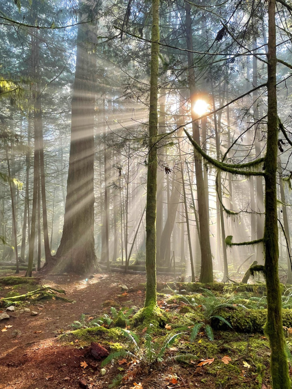 Hike the trails of Hidden Grove