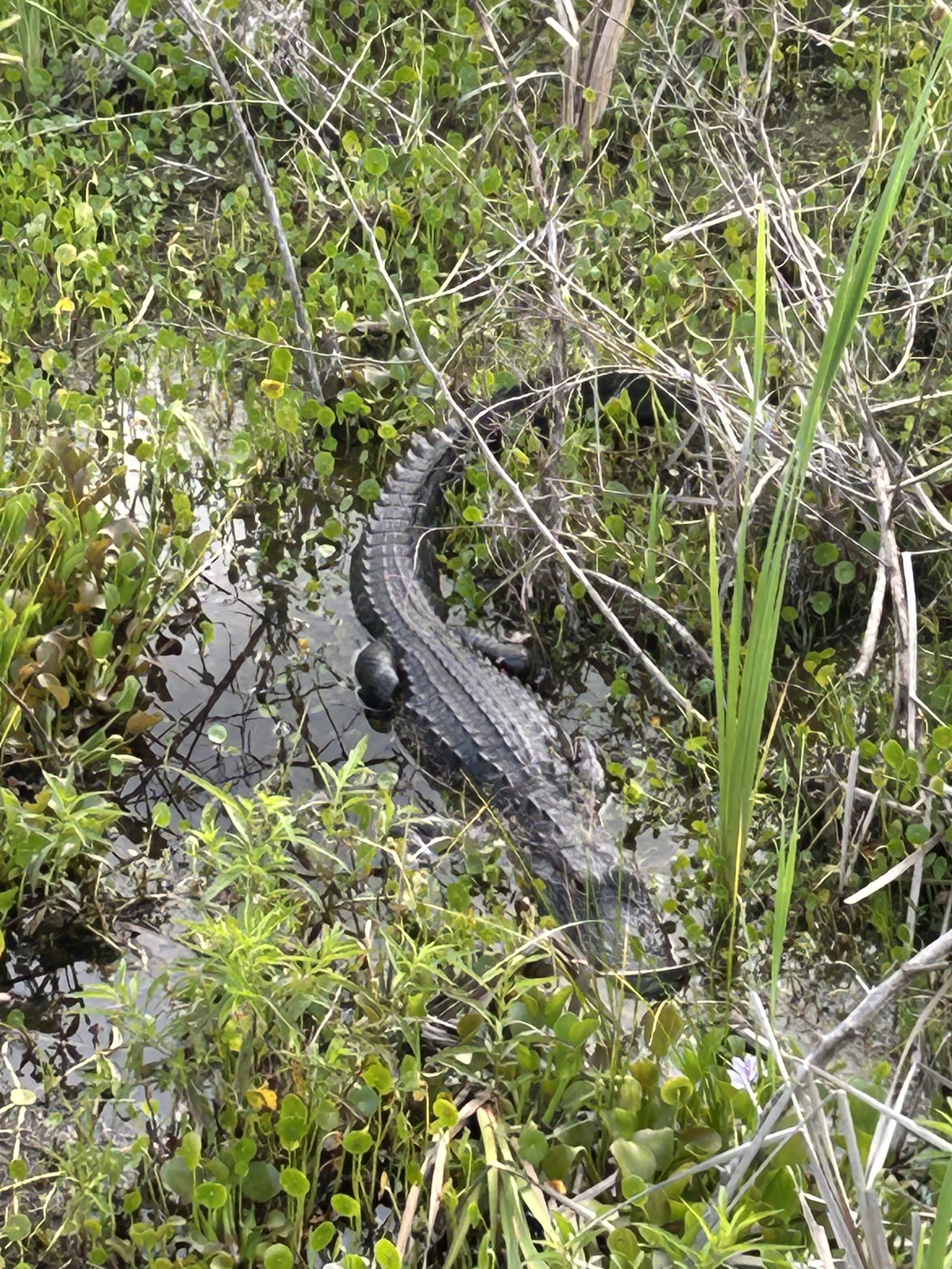 Er komt iets goddelooss op deze manier!
