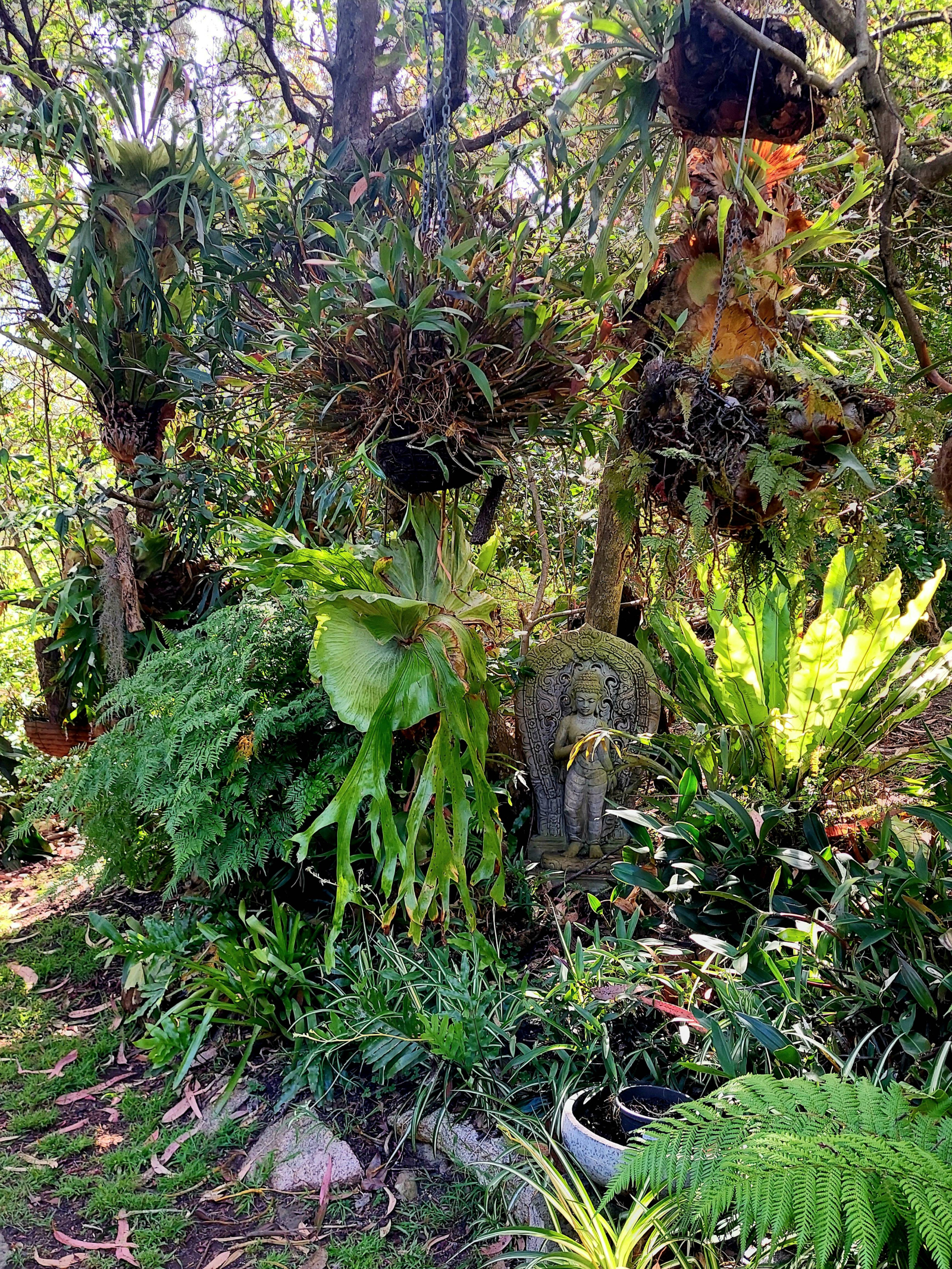 Garden view from living room
