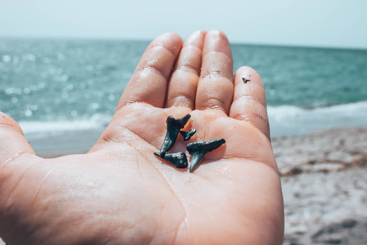 Look for shark's teeth on Caspersen Beach. Have lunch on the gulf at nearby Sharky's on the Pier