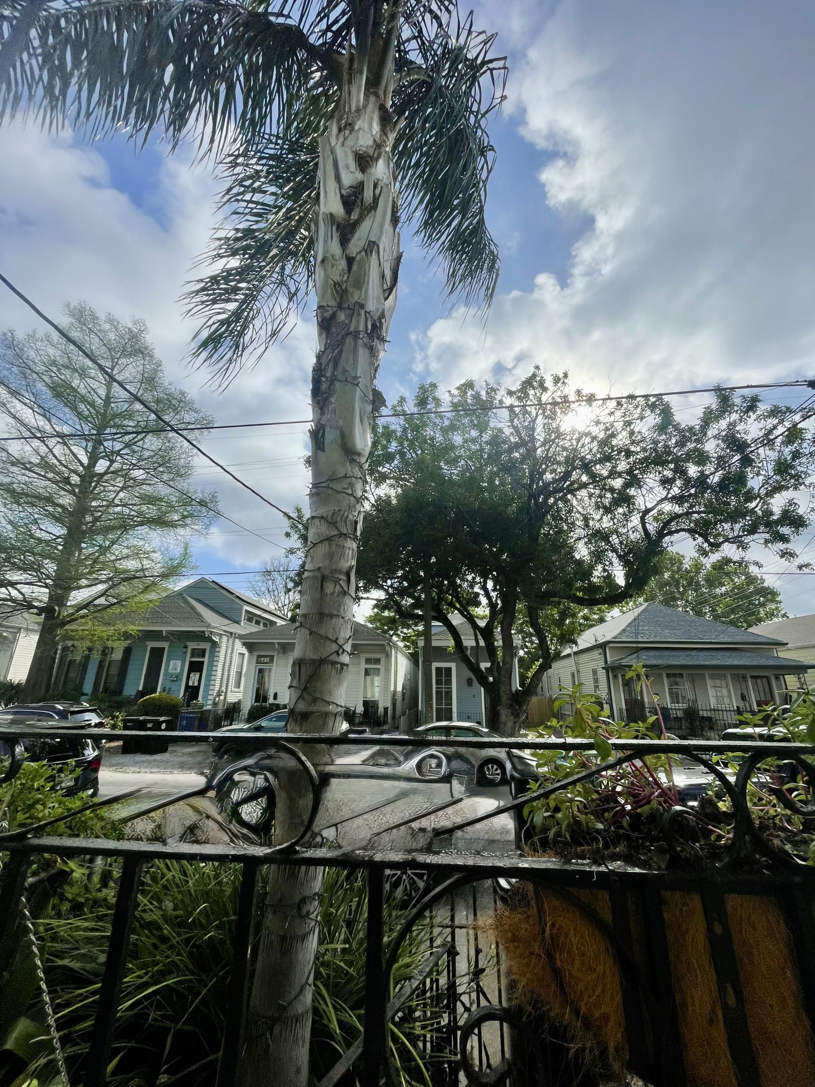 There is no greater pleasure than wiling away an afternoon on a front porch in New Orleans under a palm and our front porch is sheer perfection.