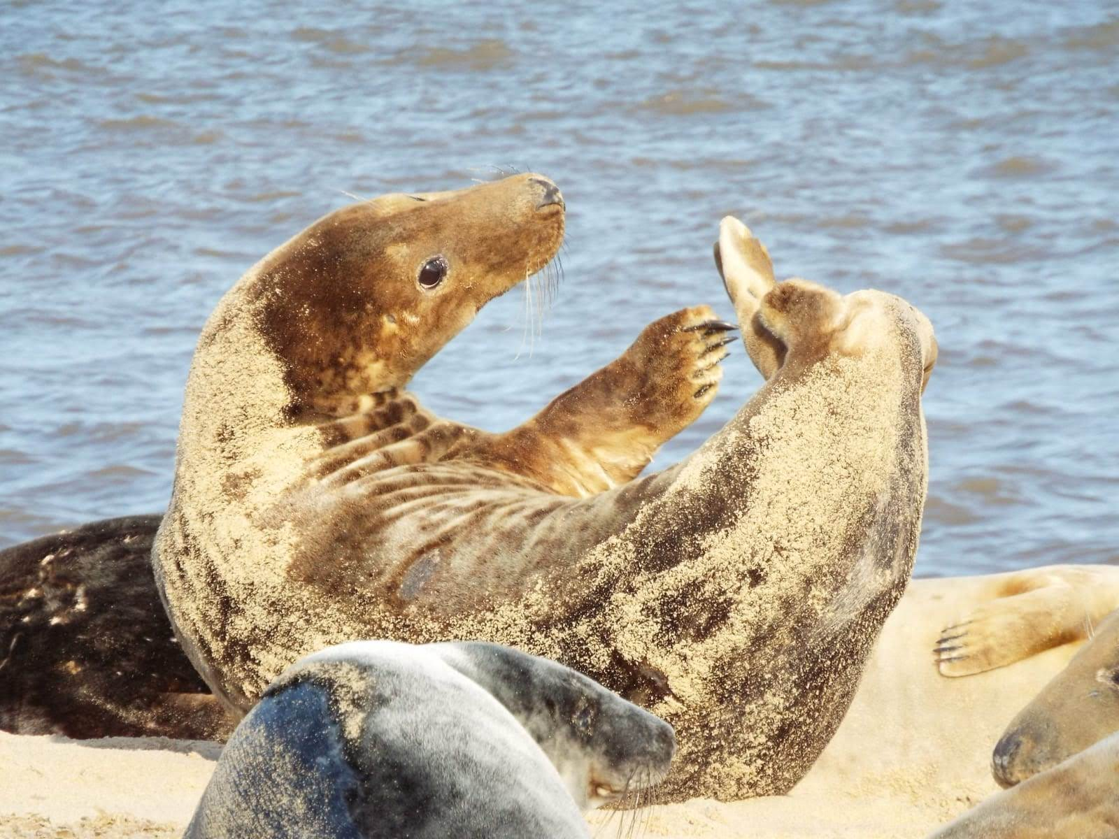 Zeehonden kijken - Horsey Gap