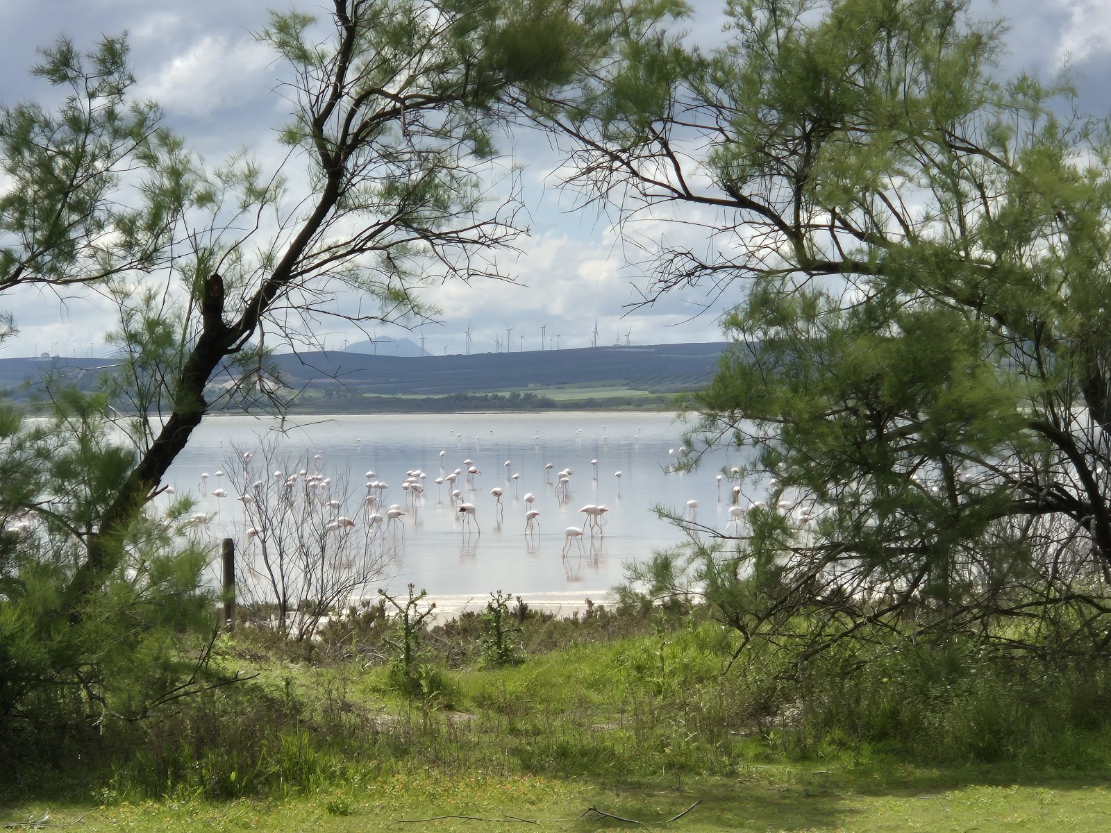 In April, you can drive to one of the lakes to watch flamingoes