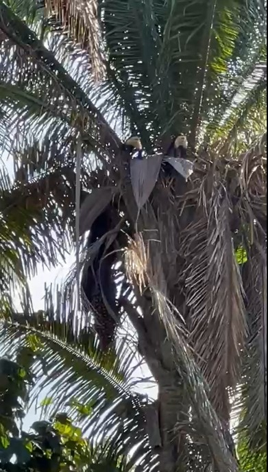 Witgezichtapen in de palmbomen vanaf ons terras