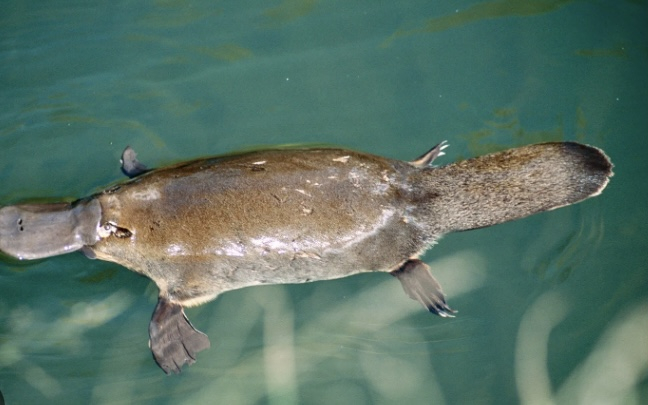 Platypus spotting at Eungella National Park