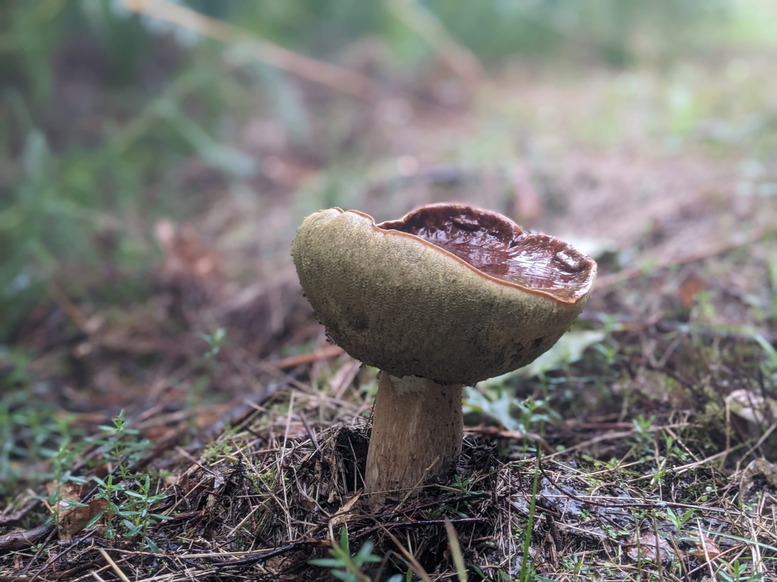 Eco-huis genesteld tussen de bomen