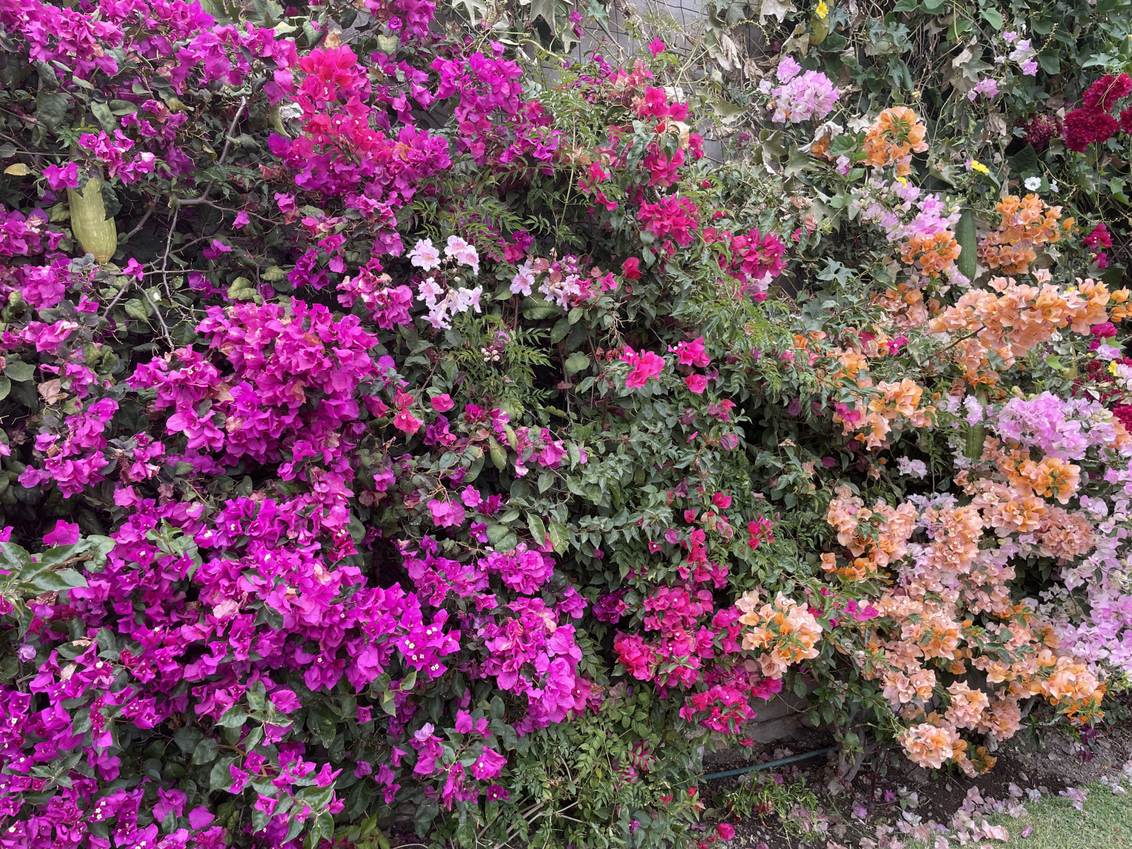 Mires donde mires, las flores abundan.