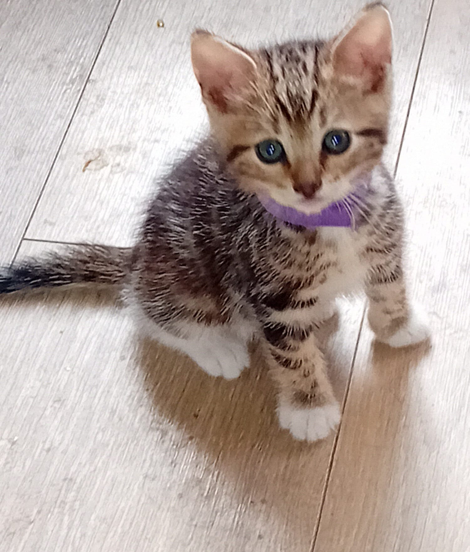 Este es nuestro pequeño Hunter, se unirá a nuestra familia en noviembre de 2025.