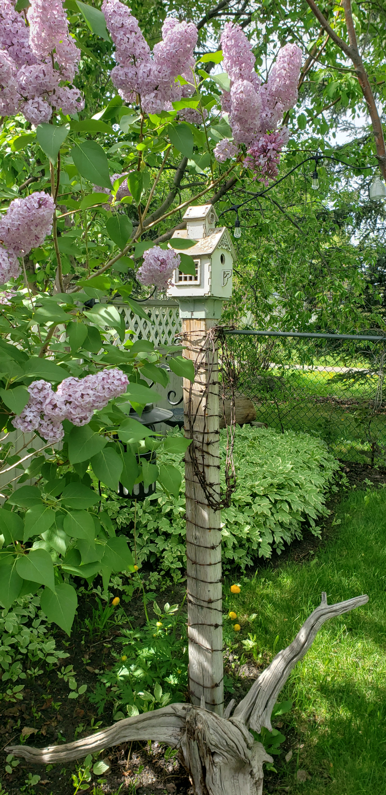 Back Yard - June/July