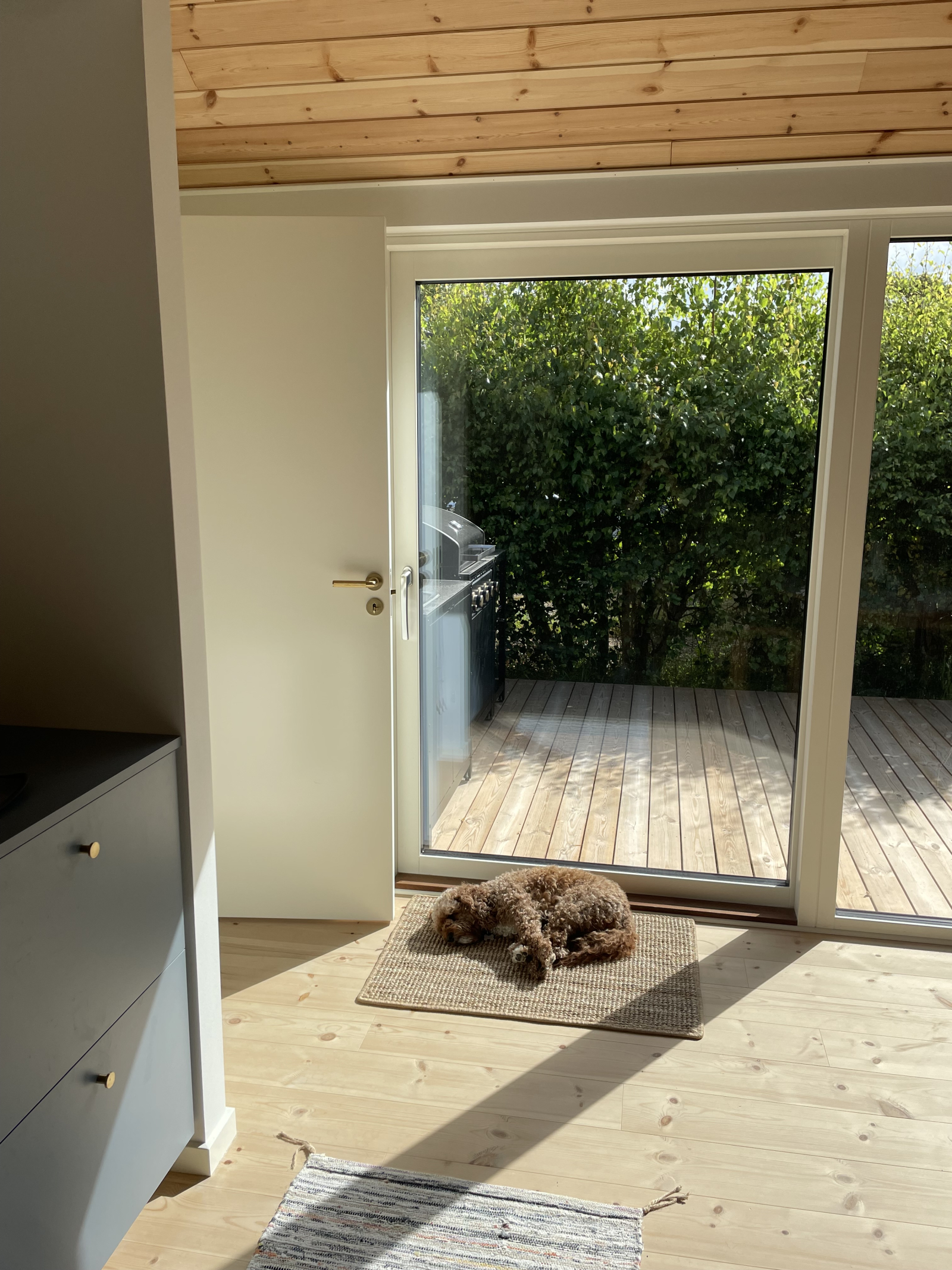 Nuestro perro Bailey al que no esperamos que cuides.