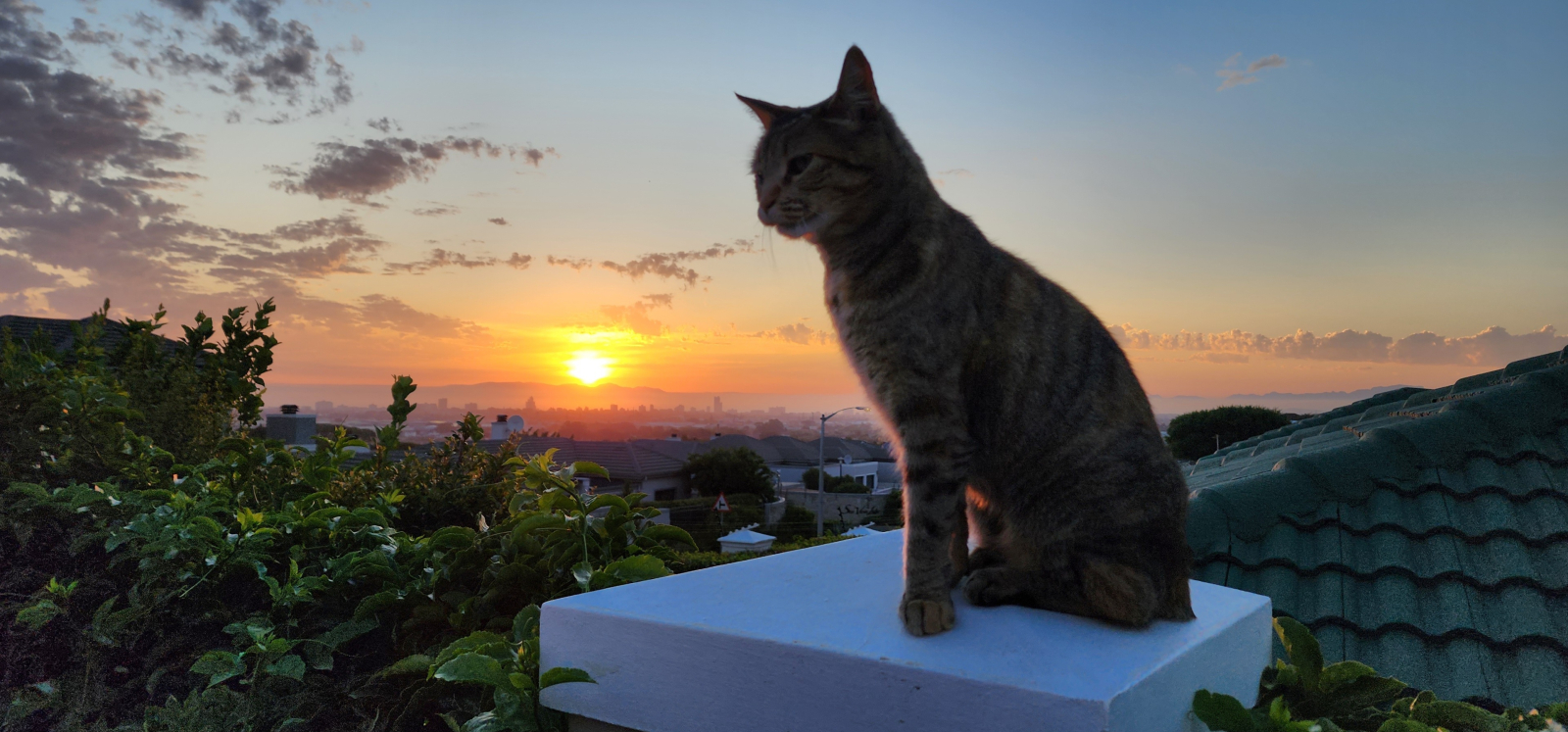 Our cat Corlie enjoying the sunset