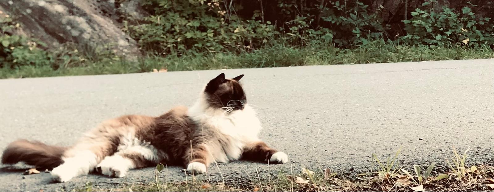 Bailey, queen of the road :)