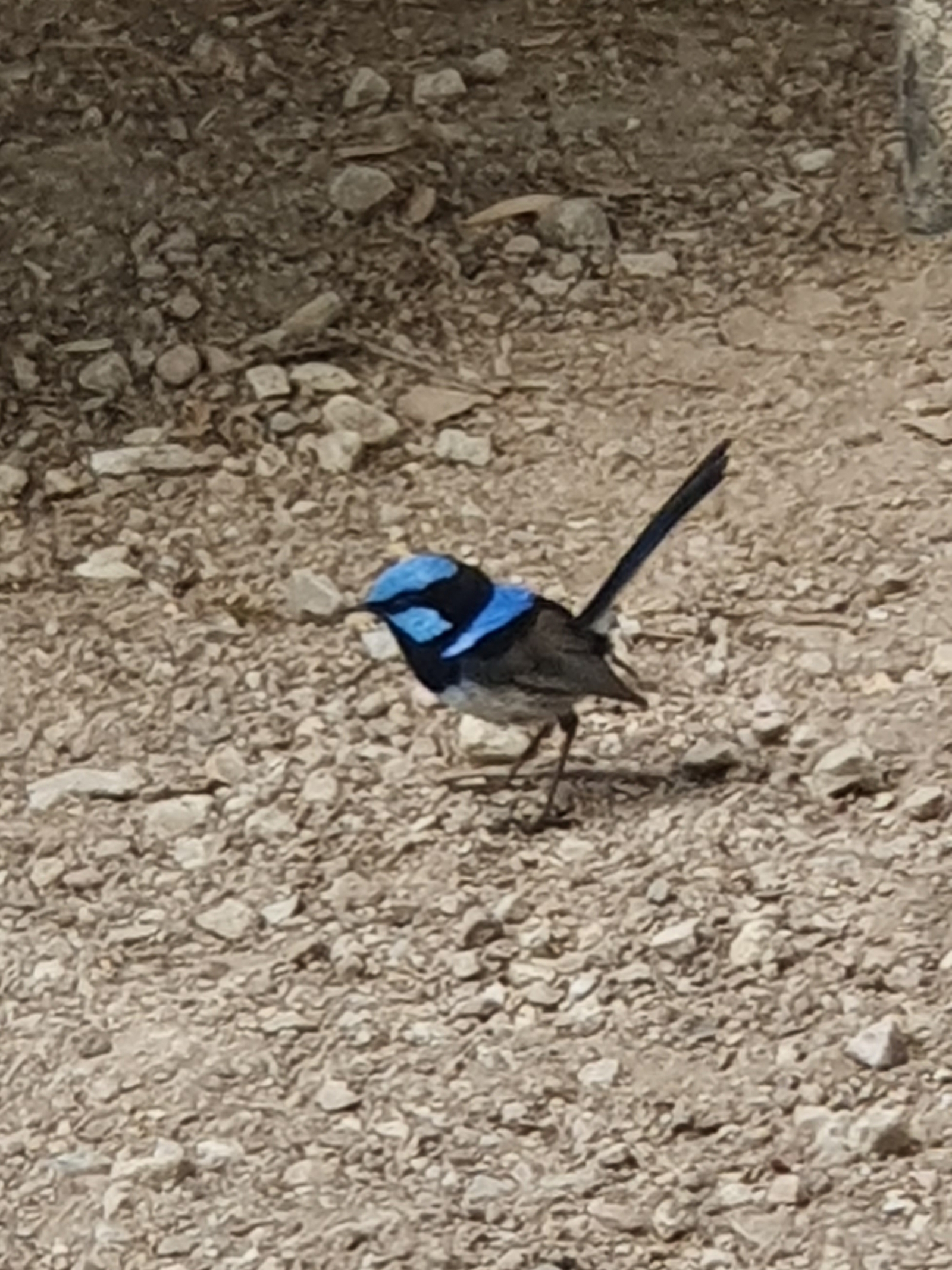 Troglodyte des fées dans notre jardin et lors des promenades locales