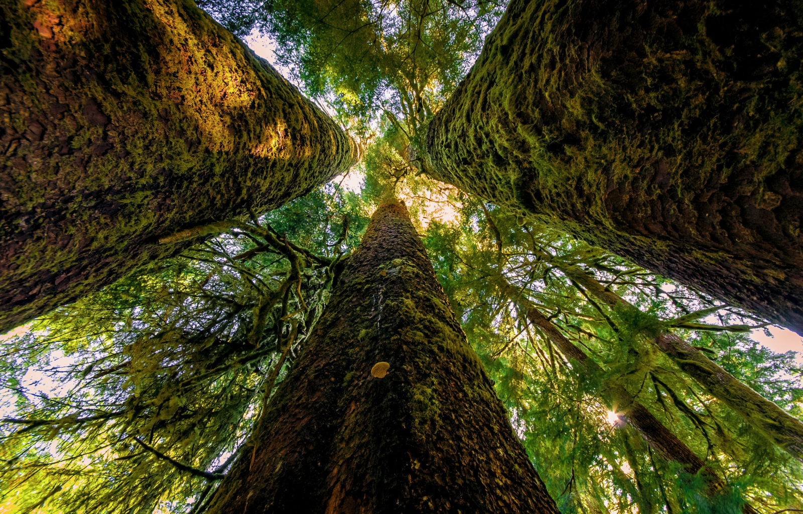 Antichi alberi maestosi possono essere visitati in tutta l'isola di Vancouver.