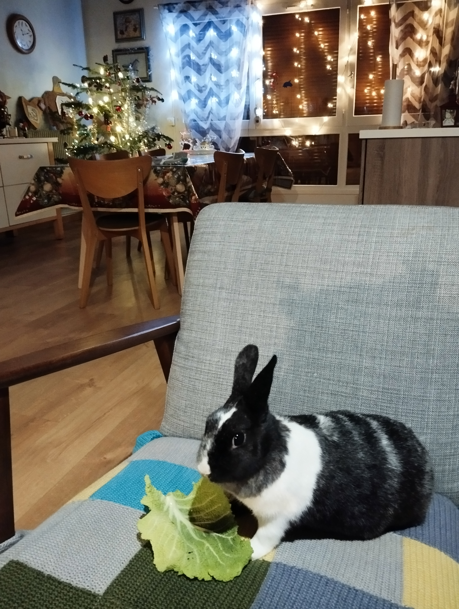 Ons Schattige Konijn