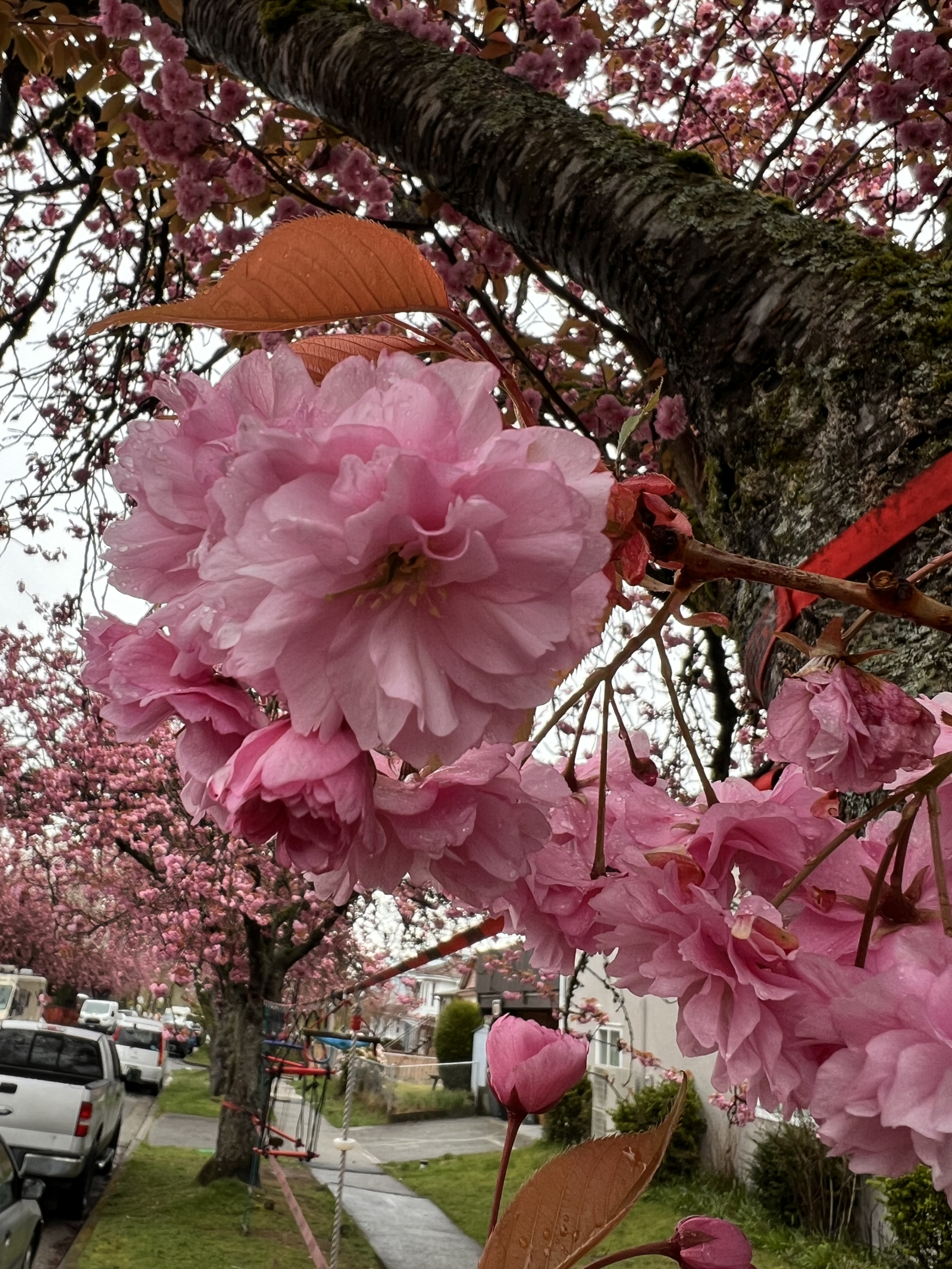 Springtime cherry trees on our street