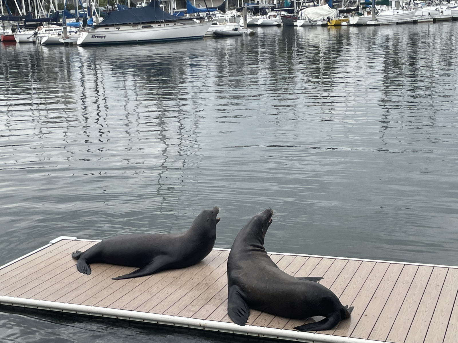 Der Yachthafen, hinter dem Komplex führt ein Weg hierher und dieses Foto wurde hinter der Bibliothek ...