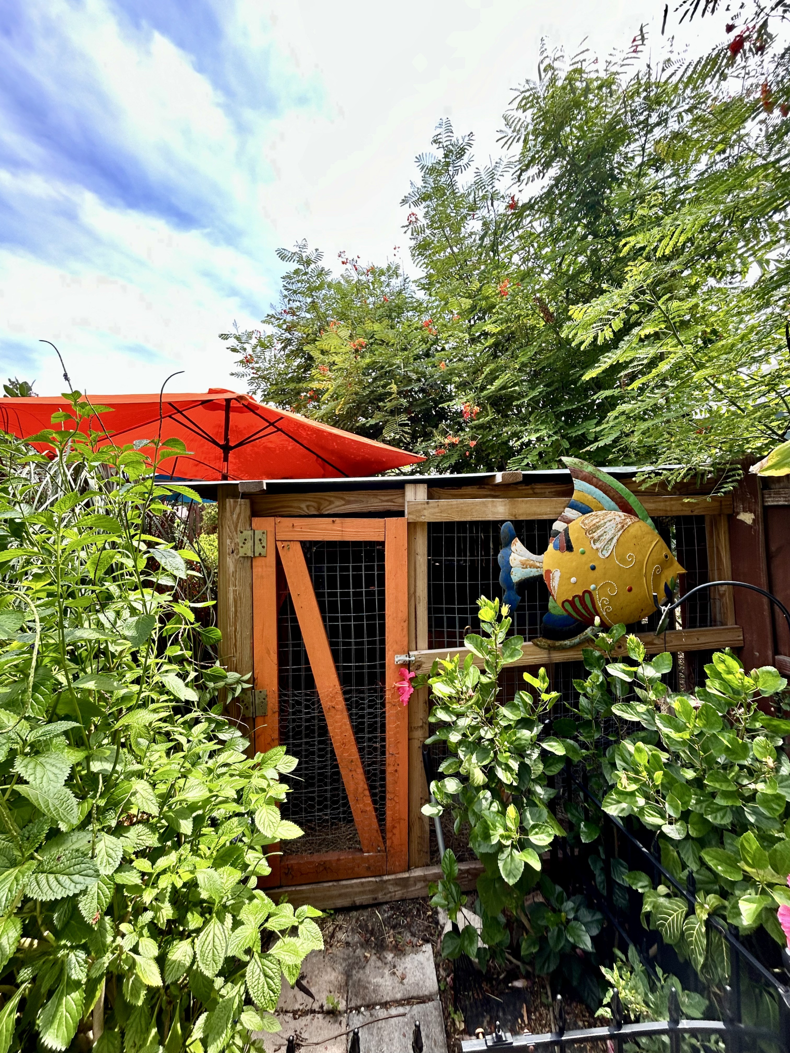 The rabbit pen/run. Very protected from intruders. There are two stories inside. Each bunny was resc ...