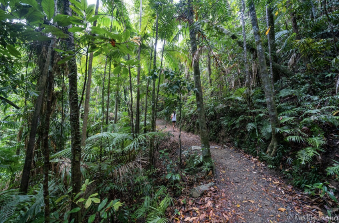 Eungella National Park - Rainforest.  Beautiful walks and pub lunch a must at the Chalet.