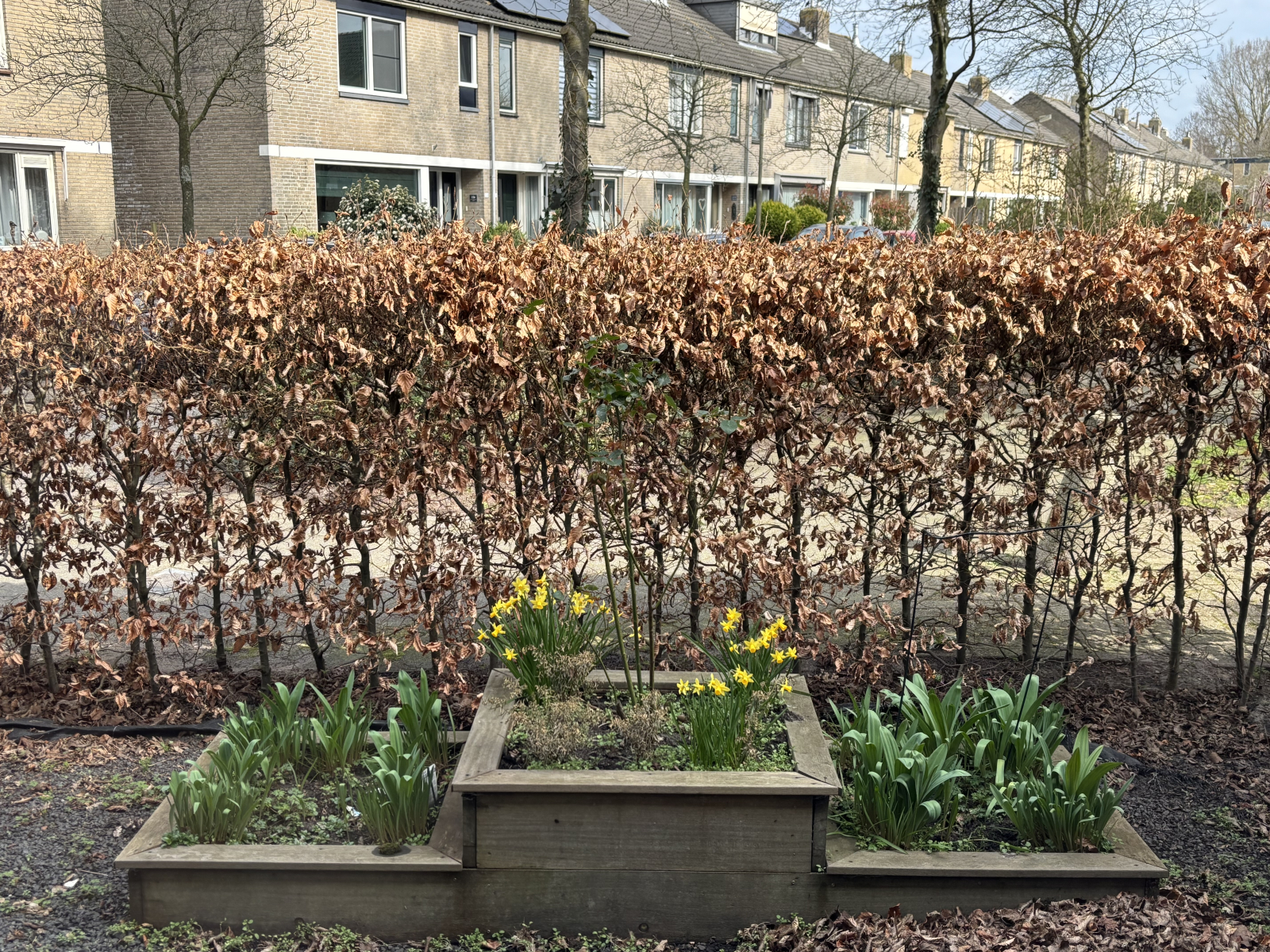 Front garden, early Spring