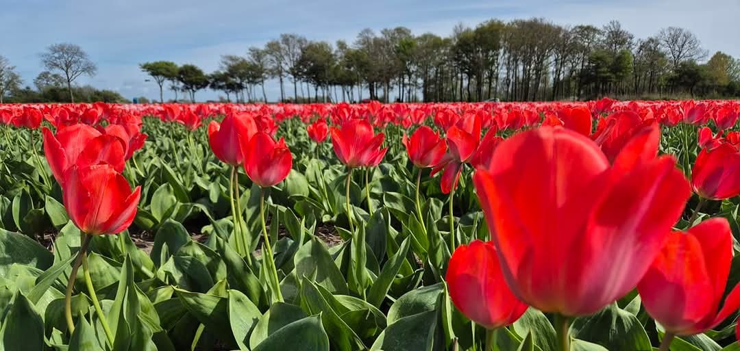 Tulip fields are stunning