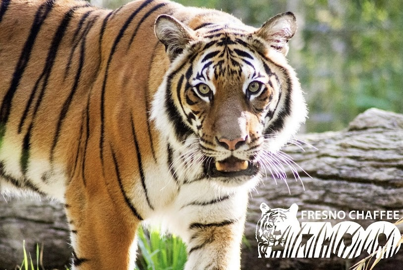 Zoológico de Fresno Chaffee - Temos filhotes de leão, elefantes bebês e muito mais. Eles realmente f ...