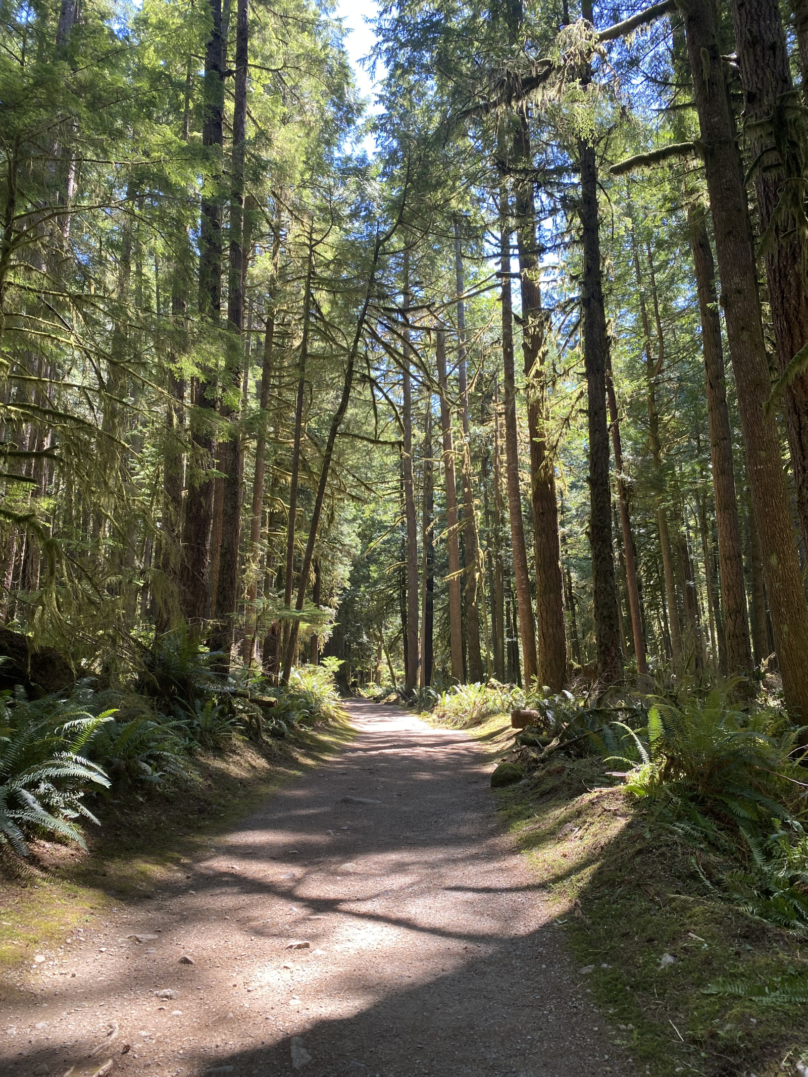 Schöne Waldwege, die sich perfekt zum Wandern oder Mountainbiken eignen