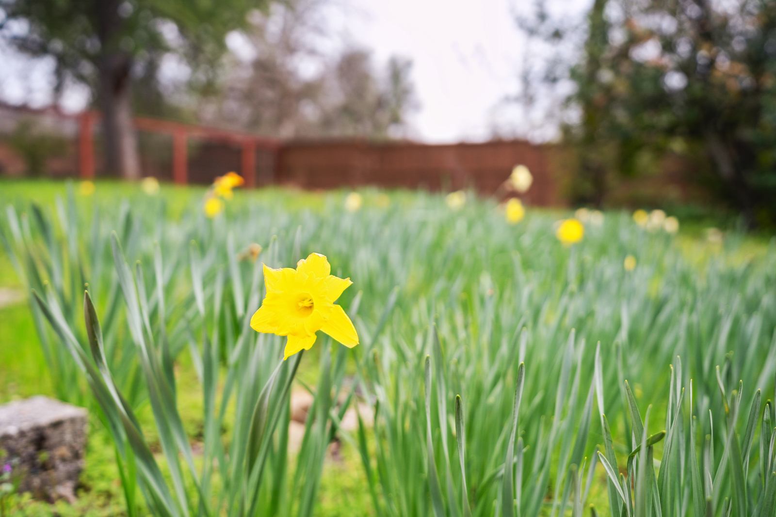 Ampio cortile recintato con ponte, patio, amaca, altalena e cupola per arrampicarsi.