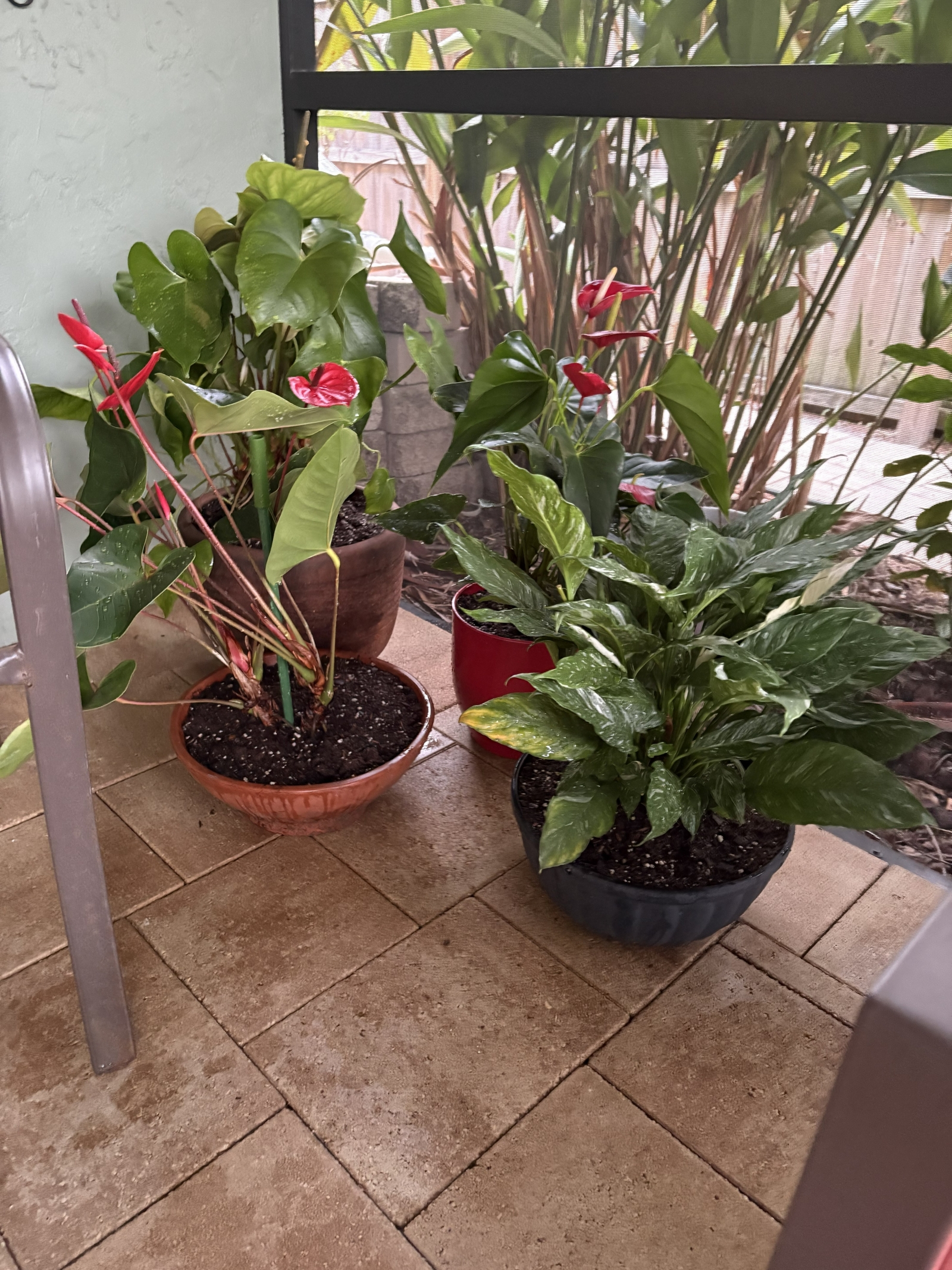 Maison de piscine - Accueillant les chiens - Jardin arrière entièrement clôturé