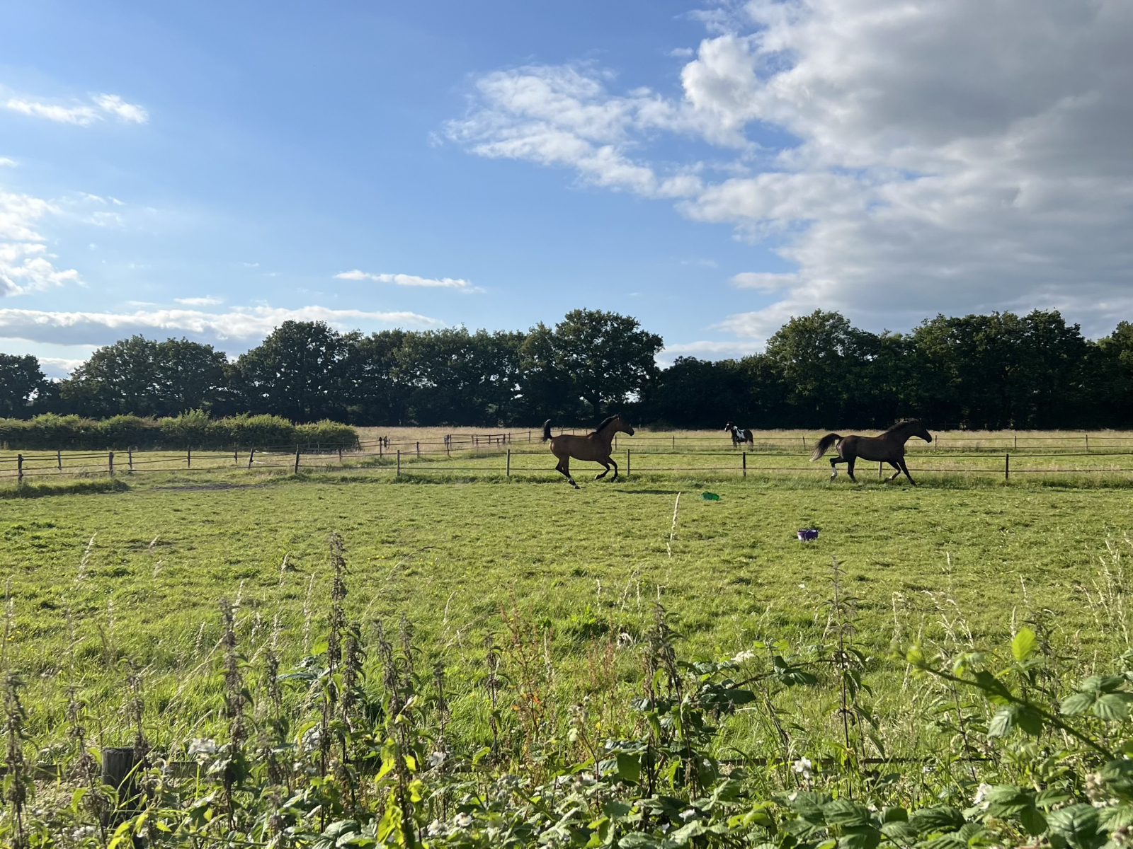 Campi limitrofi del centro ippico