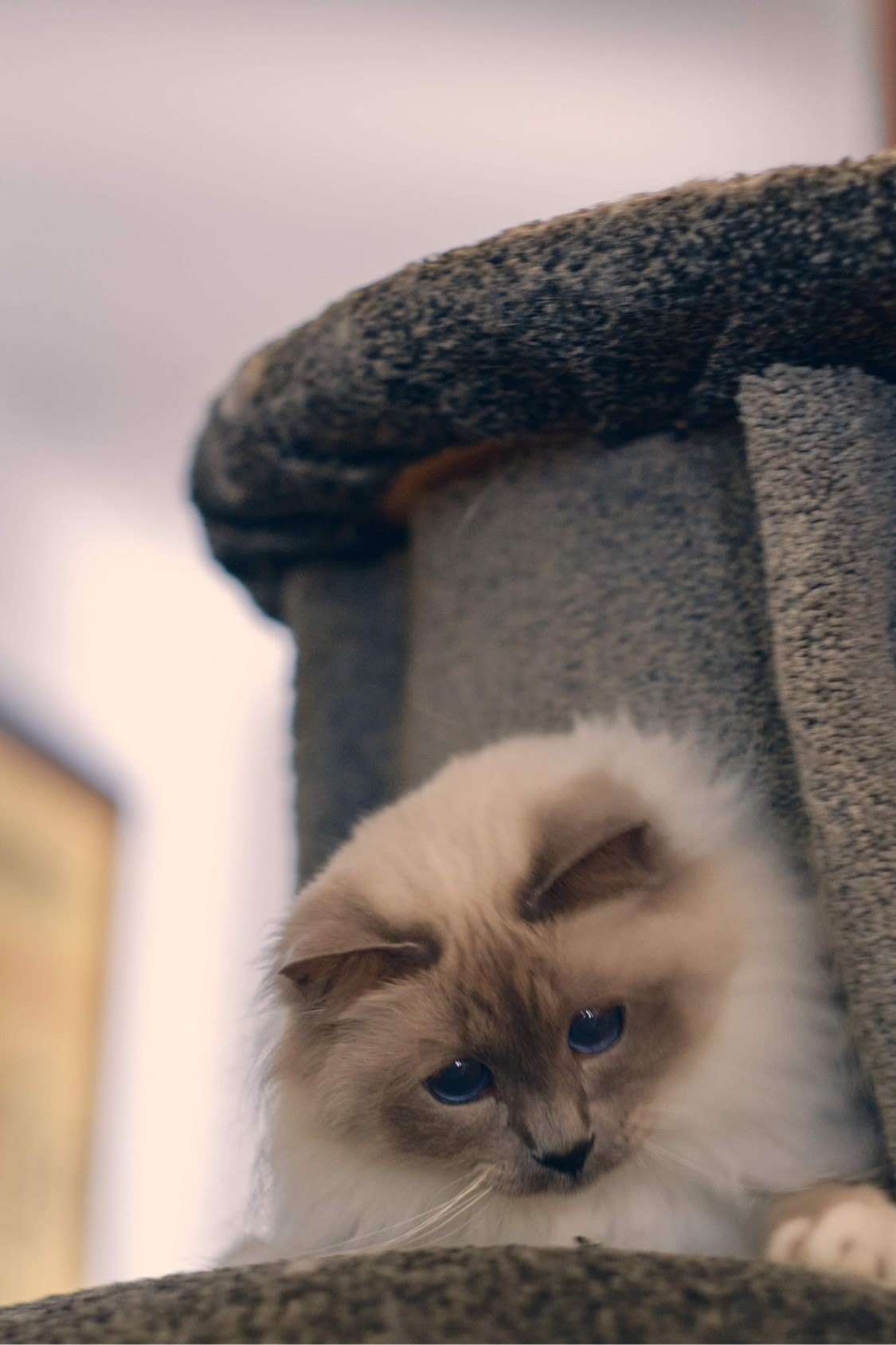 Remy, un Birman Blue Point. Rémy a 5 ans et porte le nom de Jean-Rémy Moët, petit-fils du fondateur ...