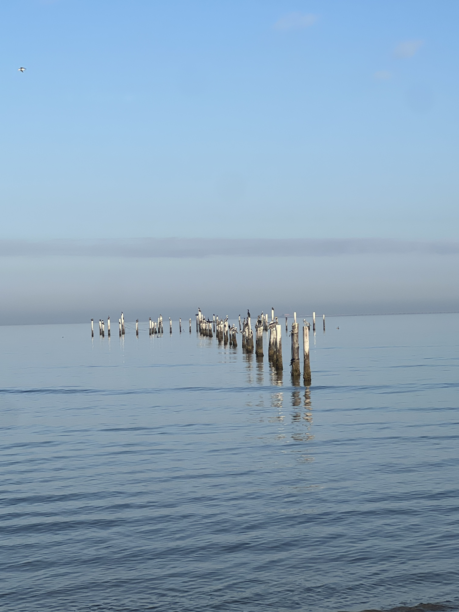 Bird Enthusiasts will love it here! Pelicans, Osprey, Cooper Hawks, & Laughing Seagulls!