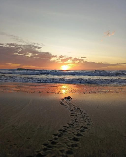 Las tortugas marinas son liberadas del santuario por la noche como un evento comunitario. 3 tipos de ...