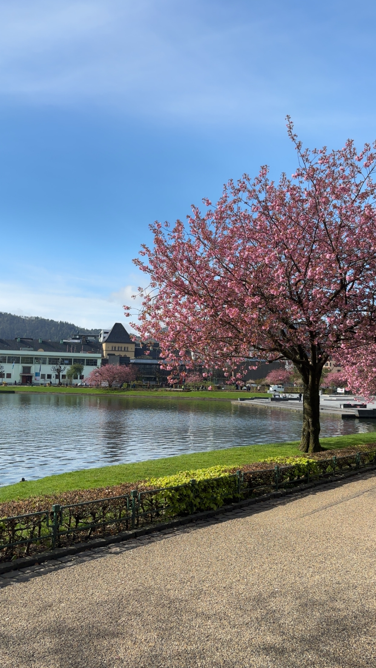 Cherry blossom by Lille Lungegårdsvann in the city centre - check out Bergen kunsthall and the Kode ...