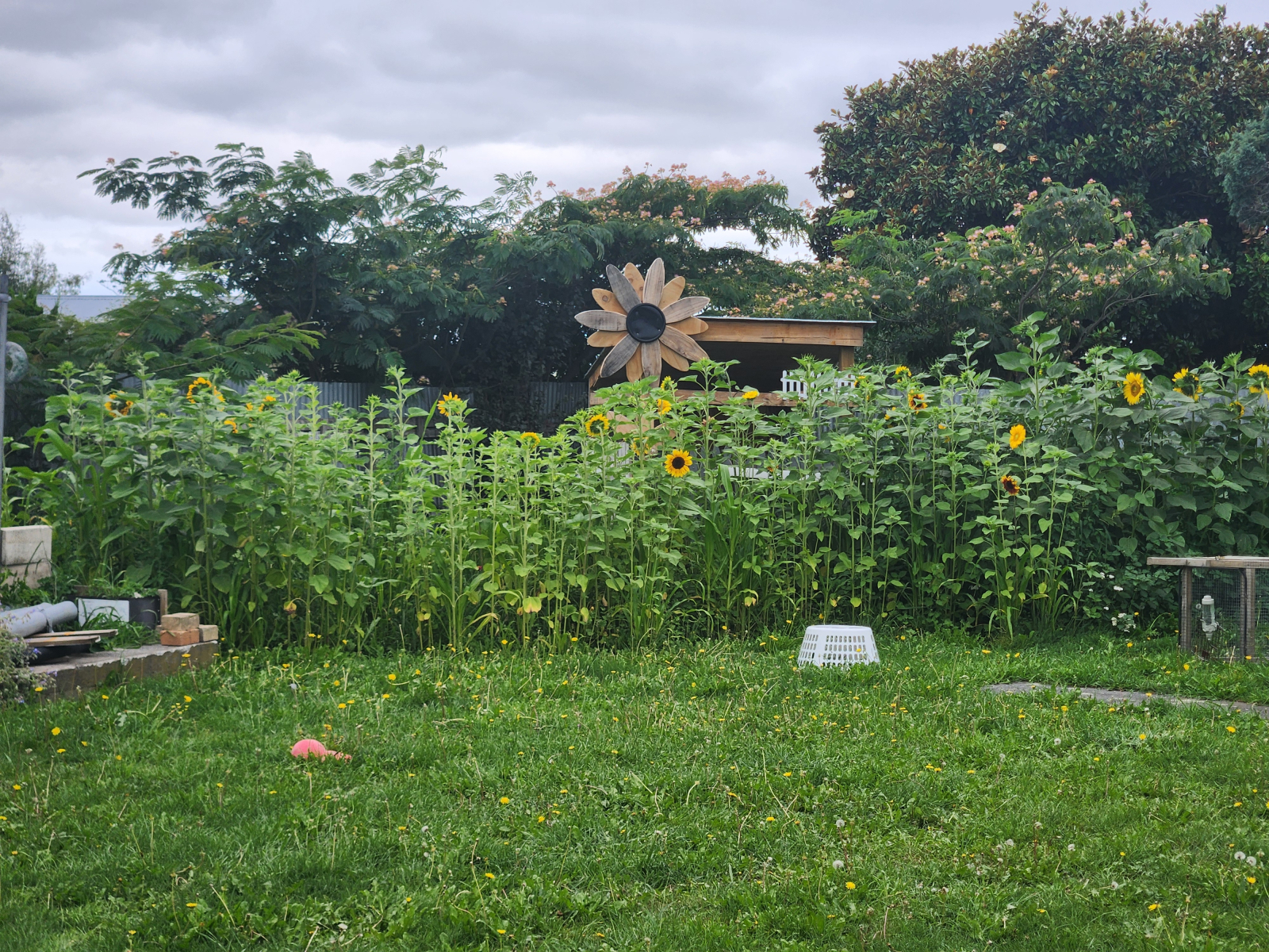In summer months, our sunflower patch provides a maze to a secret hiding spot for the kids (playhouse) and an opportunity for family photos. This photo was taken early 2026, and we have since harvested all the seeds from each flower, so 2027's field is set to be far bigger!
