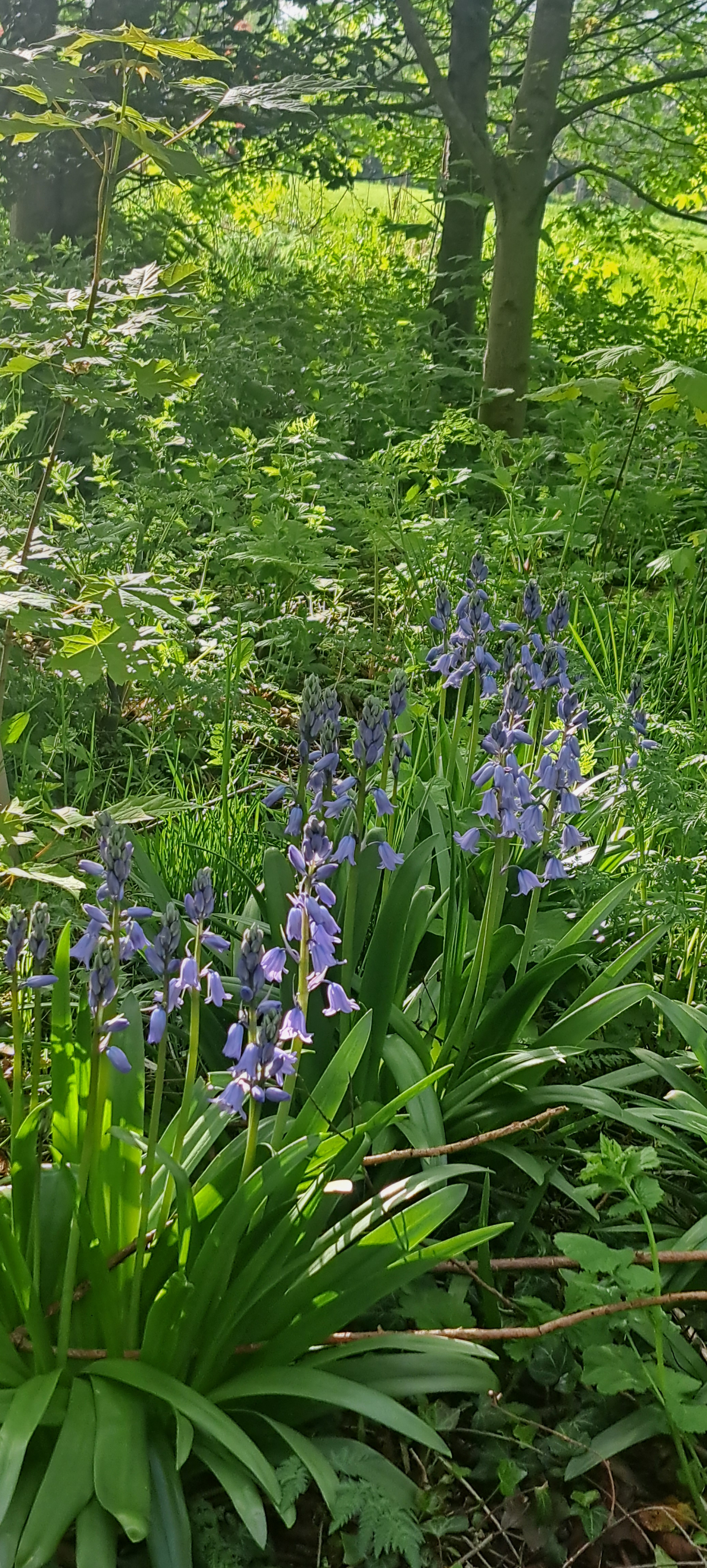 We lopen vaak de 'loop', een wandeling van 40 minuten langs landweggetjes vlakbij ons huis. Maar als ...