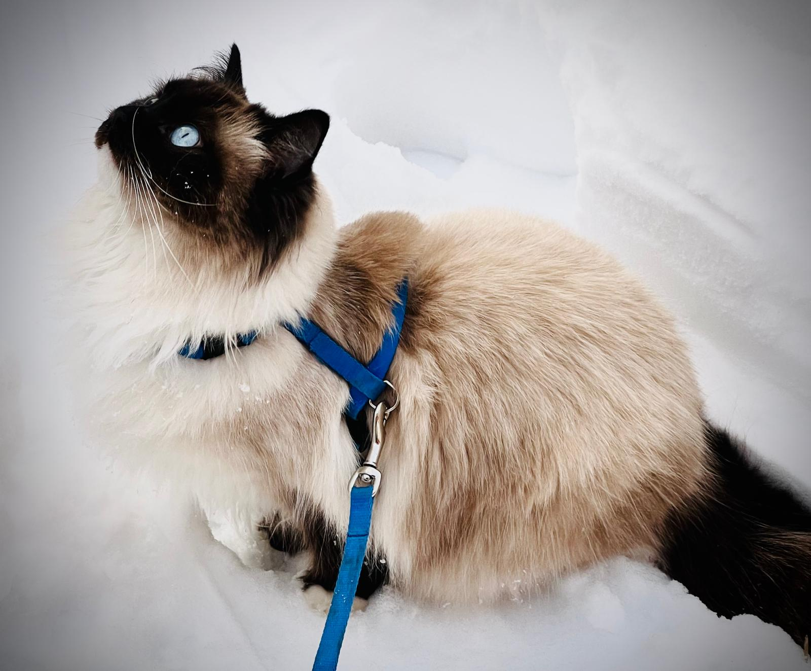 Anna, The cutest cat in the world, says Aron :)