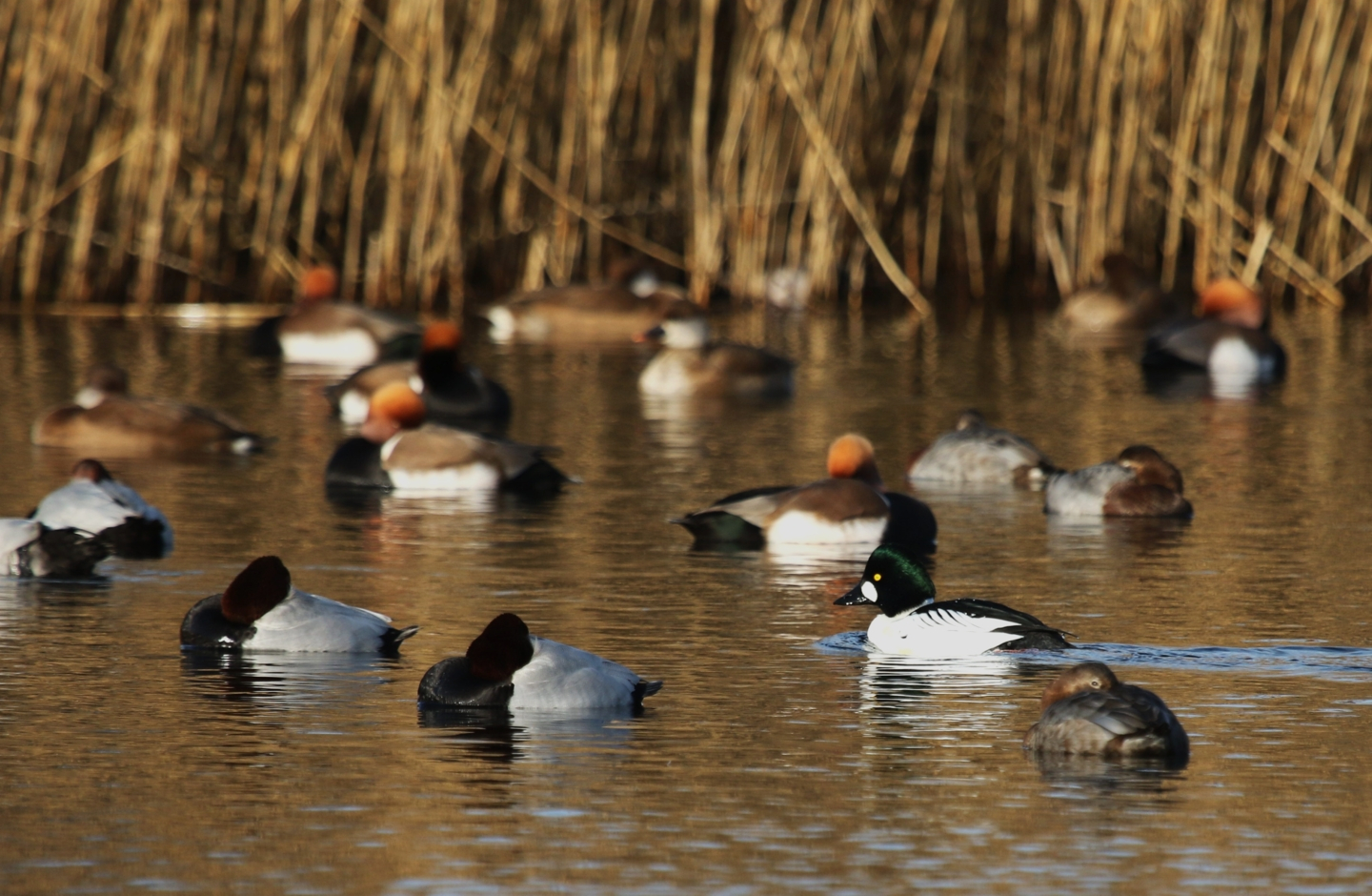 Reeuwijkse plassen. Un sacco di uccelli da avvistare.