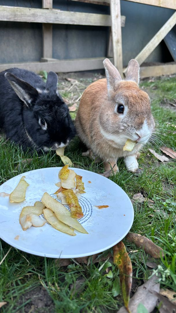 Nossos dois coelhinhos que vivem livremente no jardim