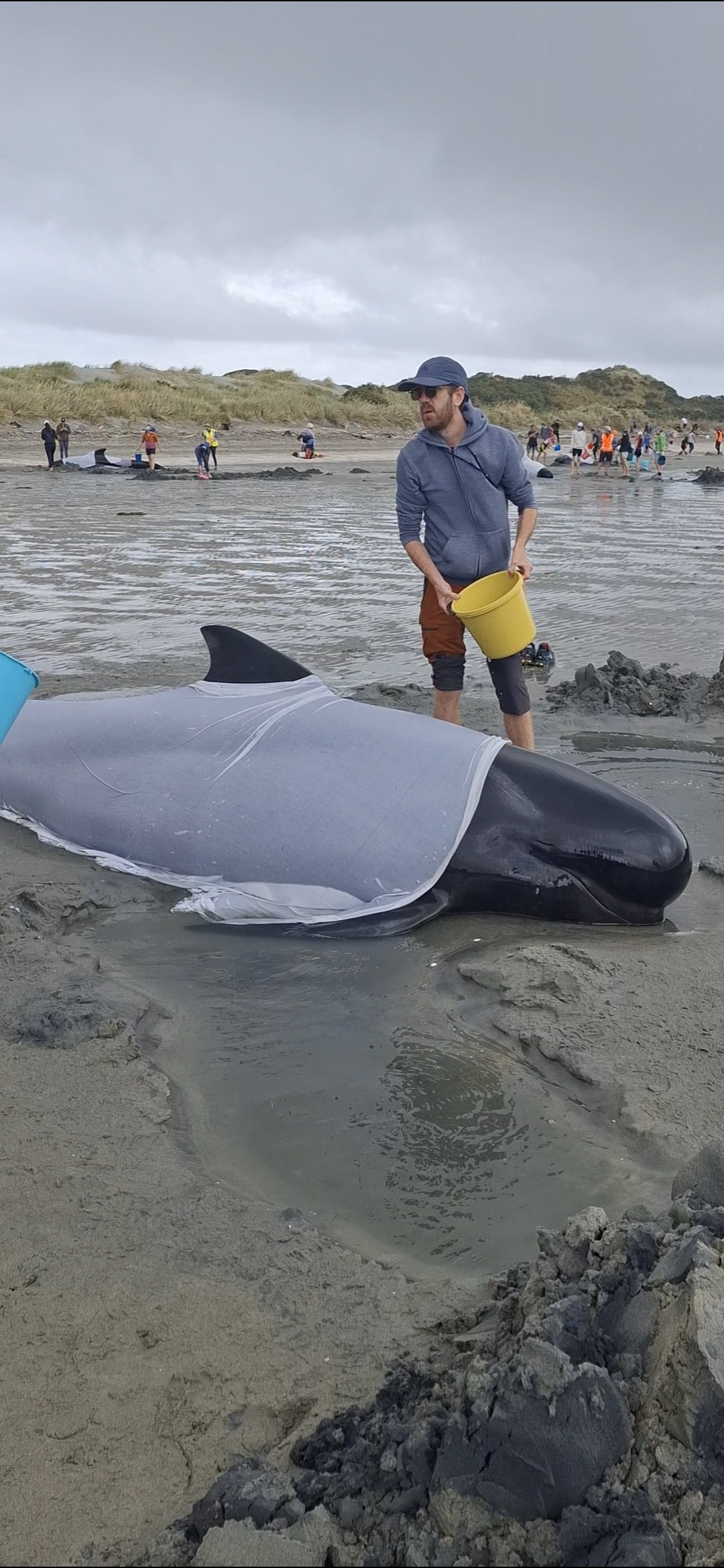 Farewell Spit est à 2 heures et demie de voiture. Chaque année, des bénévoles sont nécessaires pour aider le projet Jonah à prendre soin des baleines échouées.